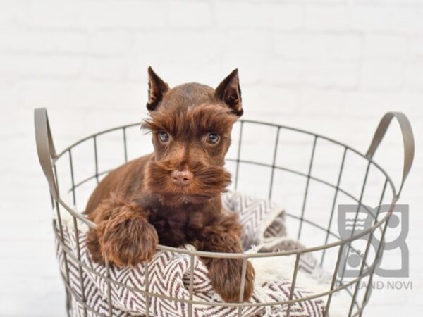 Miniature Schnauzer-DOG-Male-Liver-33003-Petland Novi, Michigan