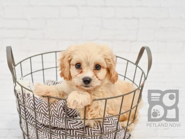 Cavachon DOG Male BLENHEIM 33004 Petland Novi, Michigan