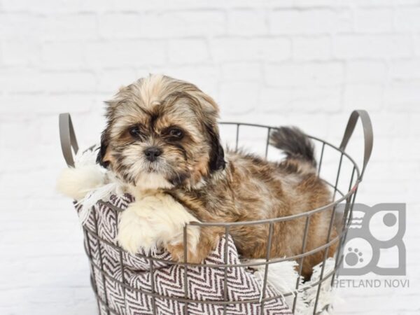 Shih Tzu DOG Female brown white 33005 Petland Novi, Michigan