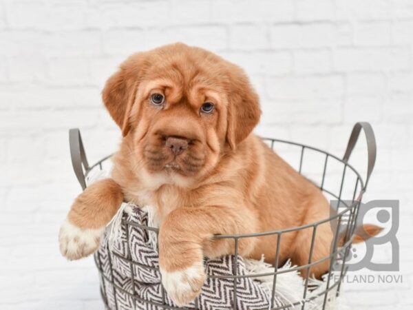 Mini Hippo-DOG-Male-RED-33006-Petland Novi, Michigan