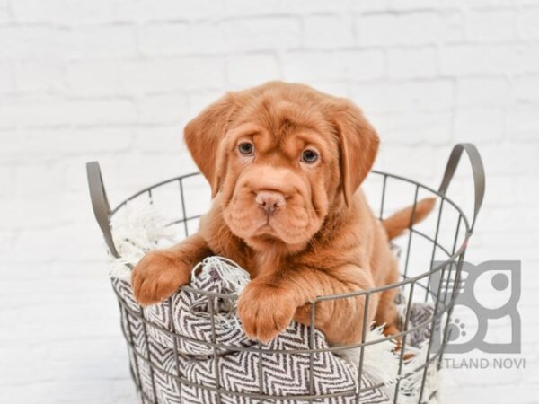 Mini Hippo-DOG-Female-RED-33007-Petland Novi, Michigan