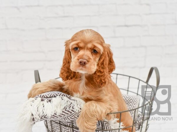 Cocker Spaniel DOG Male BUFF 33008 Petland Novi, Michigan