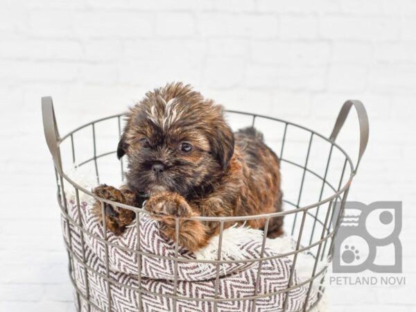 Shorkie-DOG-Female-Biege-33009-Petland Novi, Michigan