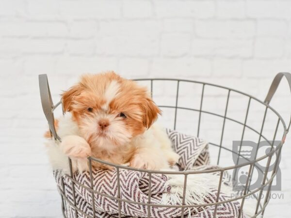 Shih Tzu-DOG-Female-BROWN WH-33011-Petland Novi, Michigan