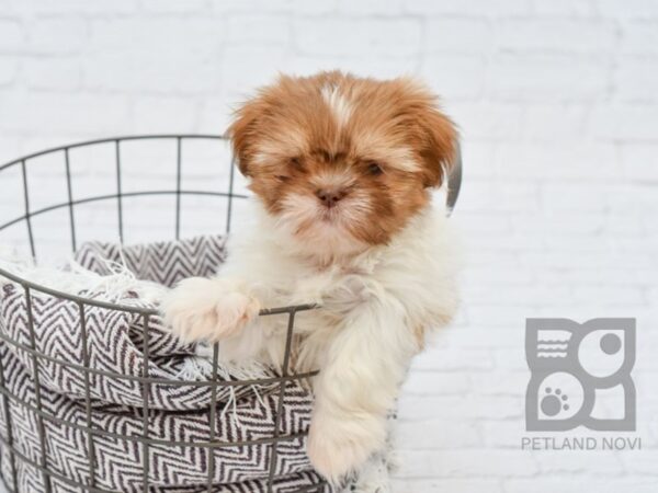 Shih Tzu-DOG-Male-BROWN WH-33012-Petland Novi, Michigan