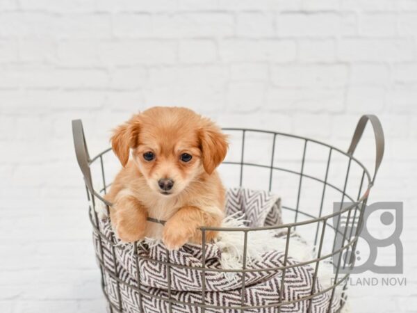 Chiweenie DOG Female Tan White 33013 Petland Novi, Michigan