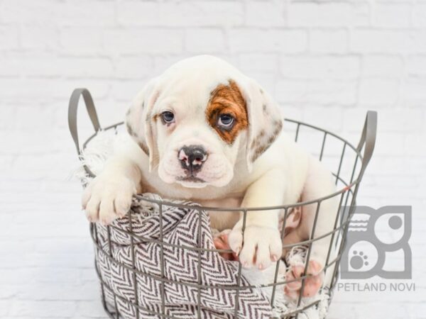 3/4 Beabull DOG Male FAWN WH 33014 Petland Novi, Michigan