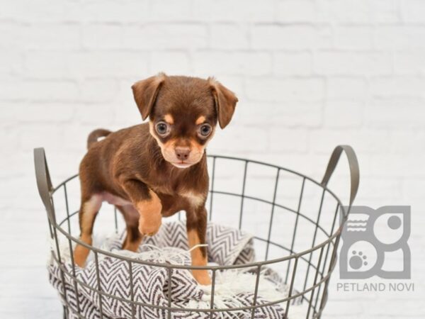 Chihuahua DOG Female CHOC TAN 33015 Petland Novi, Michigan