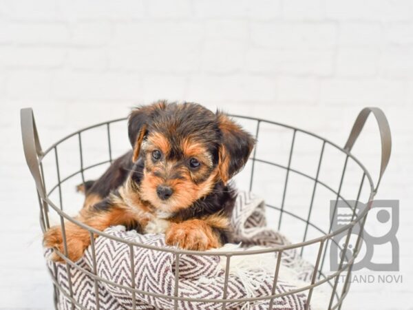 Yorkiepoo DOG Female BLK TAN 33016 Petland Novi, Michigan