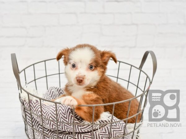 Miniature Australian Shepherd DOG Female RED TRI 33017 Petland Novi, Michigan