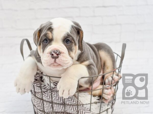 Old English Bulldog DOG Male BLUE WHITE 33010 Petland Novi, Michigan