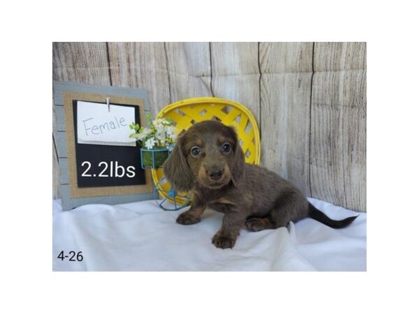 Dachshund-DOG-Female-Blue / Tan-33023-Petland Novi, Michigan