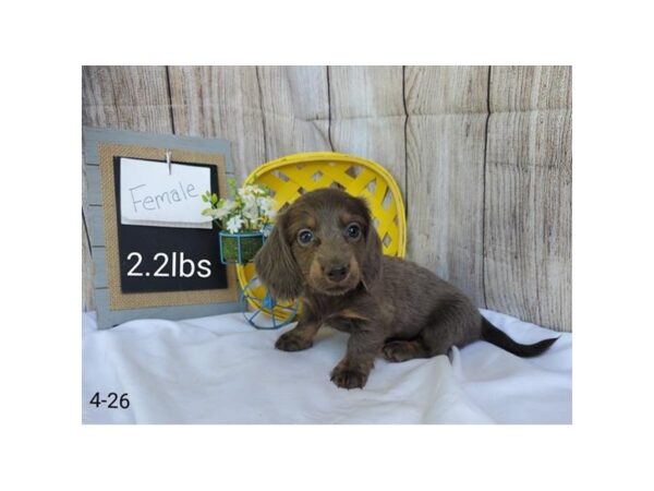 Dachshund DOG Female Blue / Tan 33023 Petland Novi, Michigan