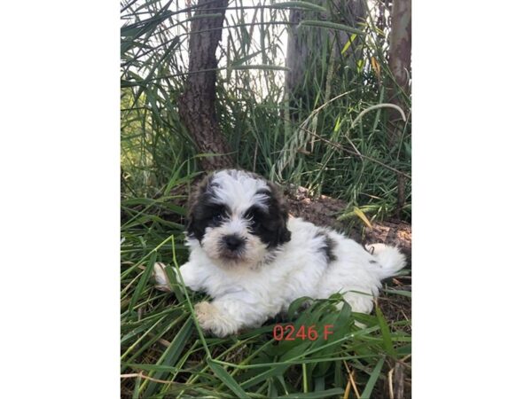 Teddy Bear DOG Female Black White / Tan 33024 Petland Novi, Michigan