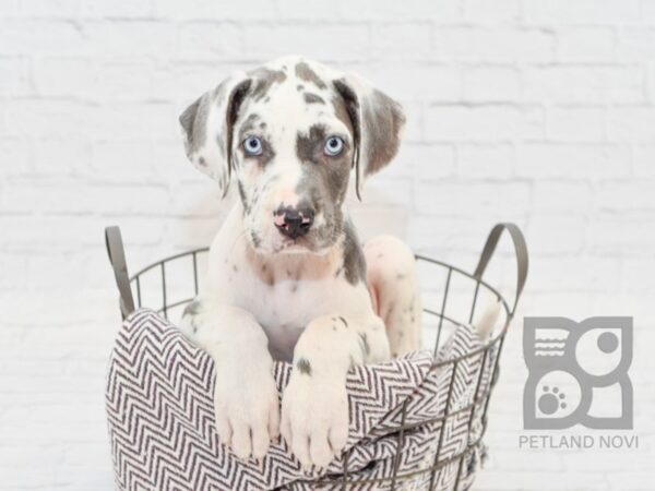 Great Dane DOG Female Blue Harlequin 33018 Petland Novi, Michigan