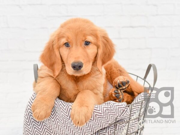 Golden Retriever DOG Male Golden 33019 Petland Novi, Michigan