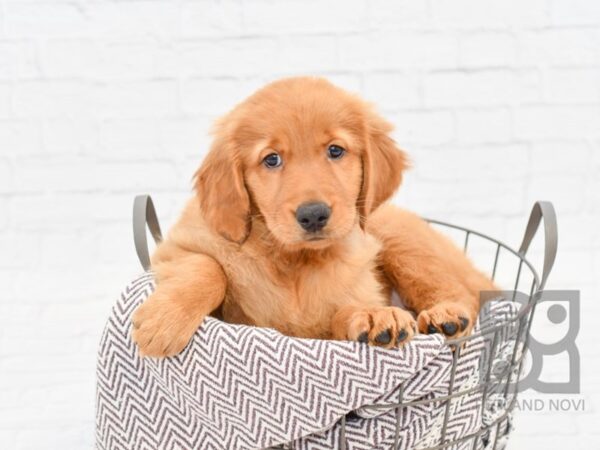 Golden Retriever DOG Female Golden 33020 Petland Novi, Michigan