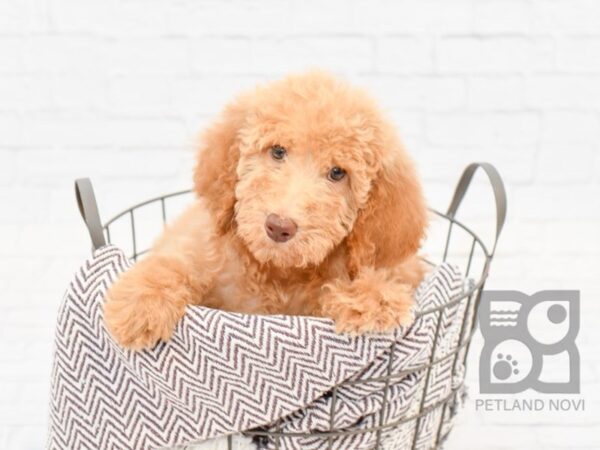 Standard Poodle DOG Female Apricot 33024 Petland Novi, Michigan