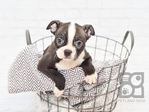 Boston Terrier DOG Female Black & White 33025 Petland Novi, Michigan