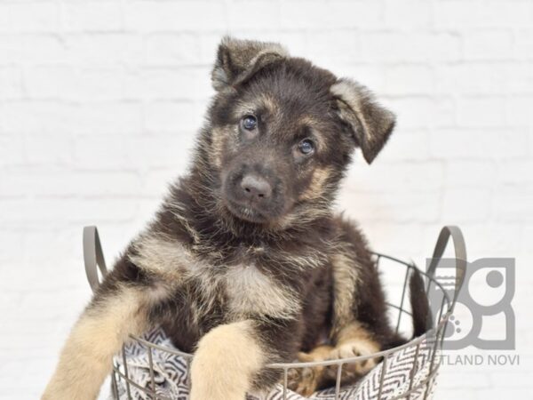 German Shepherd-DOG-Male-Black & Tan-33026-Petland Novi, Michigan