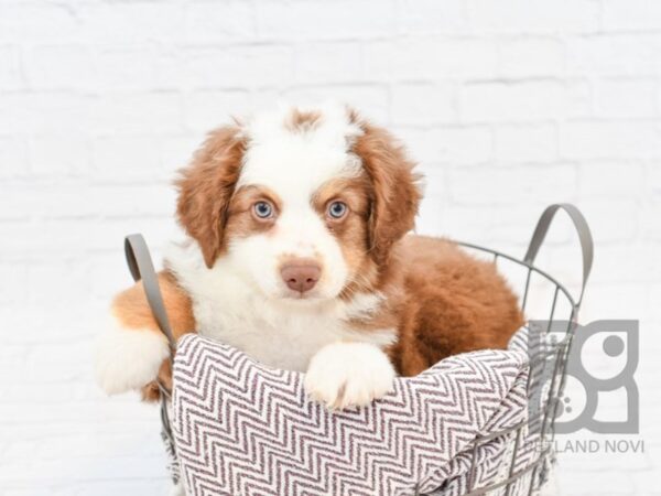 Miniature Australian Shepherd DOG Male Red, Tan & White 33027 Petland Novi, Michigan