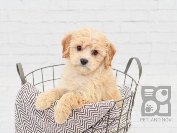 Cavachon DOG Male RUBY 33028 Petland Novi, Michigan