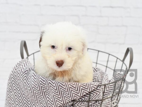 Teddy Bear DOG Male BROWN WHITE 33029 Petland Novi, Michigan