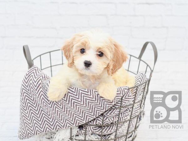 Cavachon DOG Female Blenhiem 33030 Petland Novi, Michigan