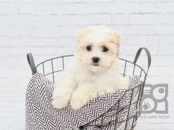 Teddy Bear DOG Female BROWN WHITE 33031 Petland Novi, Michigan