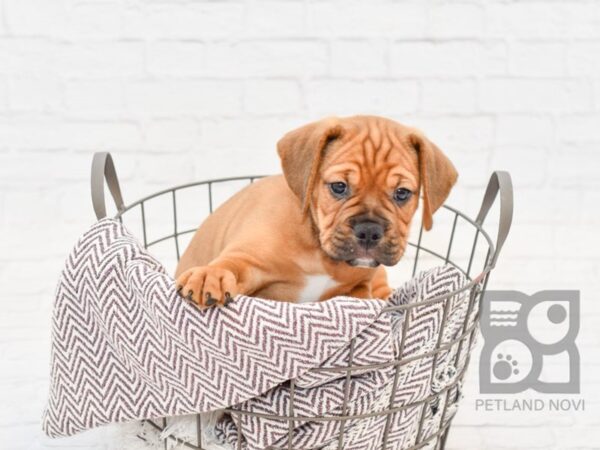 Bull Puggle DOG Male FAWN 33032 Petland Novi, Michigan