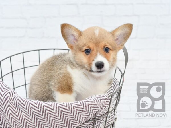 Pembroke Welsh Corgi-DOG-Male-SABLE WHITE-33033-Petland Novi, Michigan