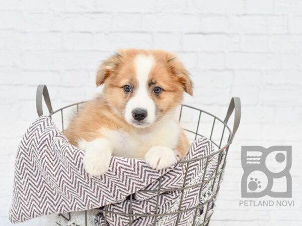 Aussiemo-DOG-Male-Sable & White-33034-Petland Novi, Michigan