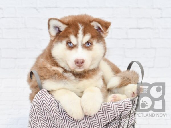 Siberian Husky DOG Male Red  & White 33035 Petland Novi, Michigan