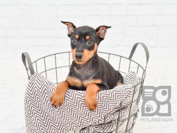 Miniature Pinscher DOG Female Black & Tan 33038 Petland Novi, Michigan