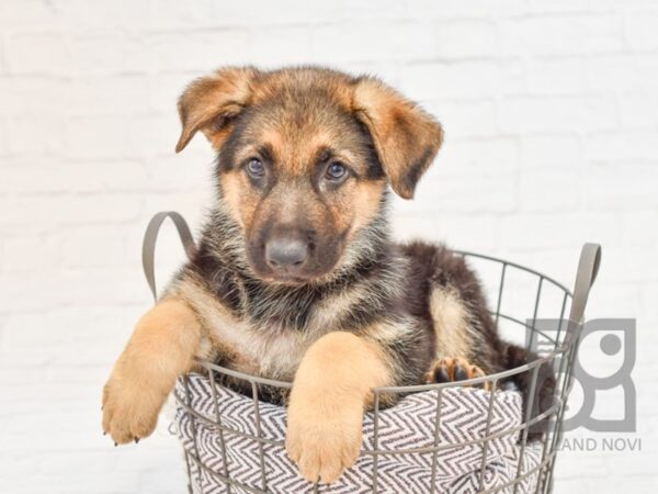 German Shepherd DOG Male Black & Tan 33039 Petland Novi, Michigan