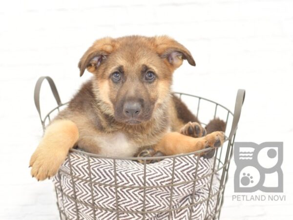 German Shepherd-DOG-Female-Black & Tan-33040-Petland Novi, Michigan