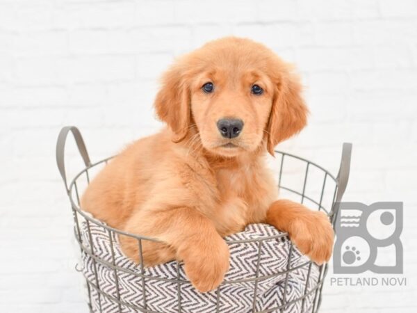 Golden Retriever DOG Male Golden 33041 Petland Novi, Michigan