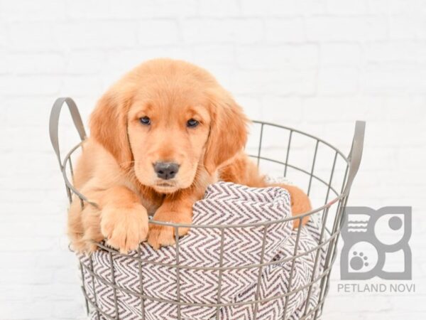 Golden Retriever DOG Female Golden 33042 Petland Novi, Michigan