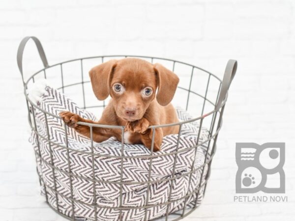 Chiweenie-DOG-Female-Chocolate-33043-Petland Novi, Michigan