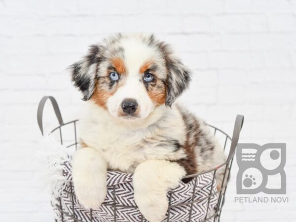 Australian Shepherd-DOG-Female-Blue Merle-33044-Petland Novi, Michigan