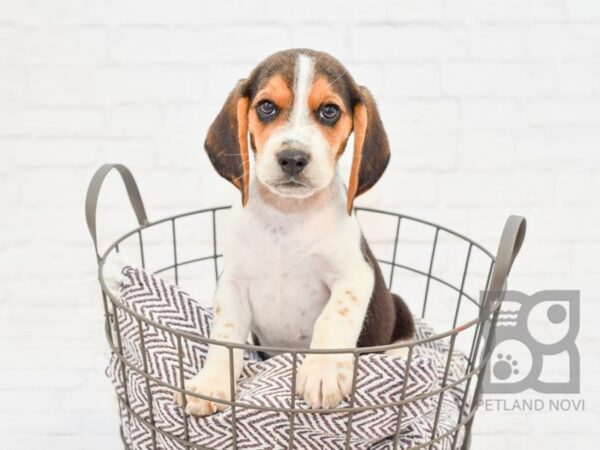 Beagle DOG Male Tri 33045 Petland Novi, Michigan