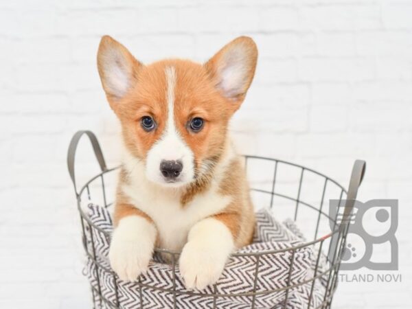 Pembroke Welsh Corgi-DOG-Male-Red & White-33046-Petland Novi, Michigan