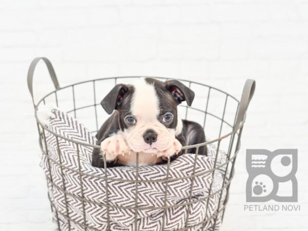 Boston Terrier DOG Male Black Brindle & White 33047 Petland Novi, Michigan