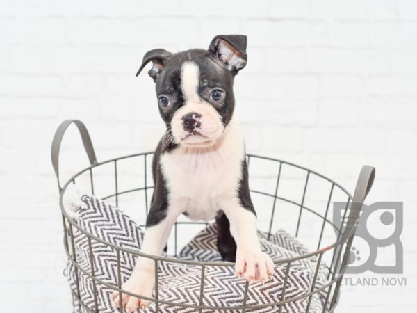 Boston Terrier-DOG-Female-Black & White-33048-Petland Novi, Michigan