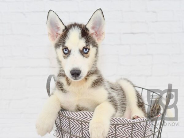 Siberian Husky DOG Male Black & White 33049 Petland Novi, Michigan