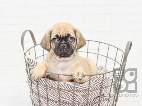 Pug/Puggle DOG Female Fawn Sable 33050 Petland Novi, Michigan