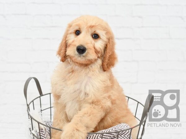 IrishDoodle DOG Female Red 33051 Petland Novi, Michigan