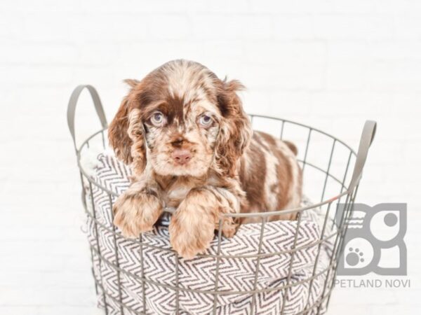 Cocker Spaniel DOG Male CHOC MERLE 33052 Petland Novi, Michigan