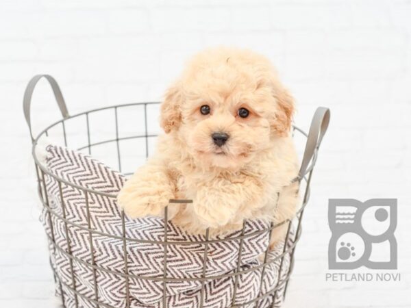 Bichon Poo DOG Male RED 33053 Petland Novi, Michigan