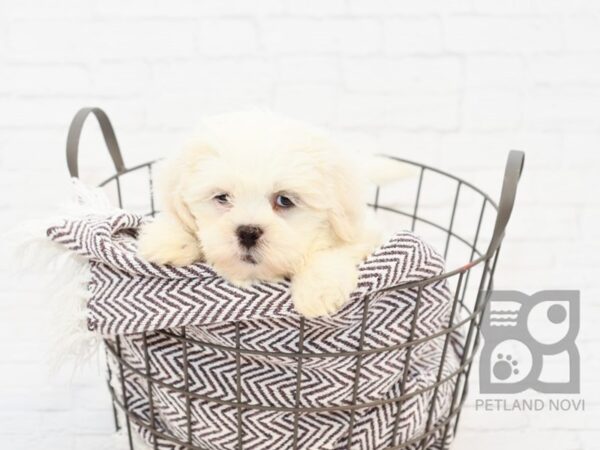 Teddy Bear DOG Male CREAM WHITE 33054 Petland Novi, Michigan